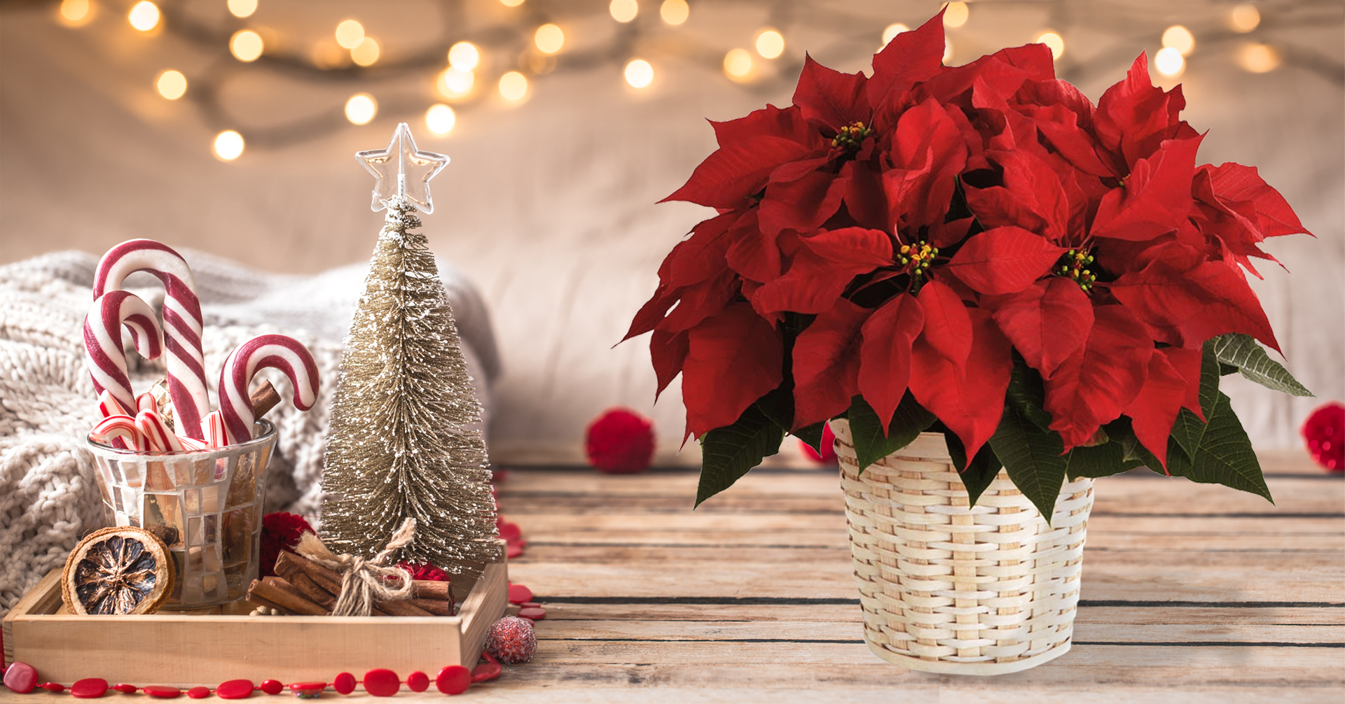 Regala flores en navidad