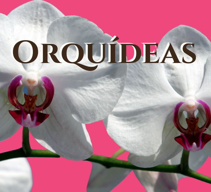 orquídeas a domicilio, orquideas